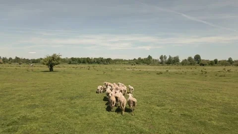 A large sheep flock running across a wide green meadow. Stock Footage 335515293