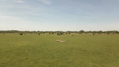 A large sheep flock running across a wide green meadow. Stock Footage 335516086