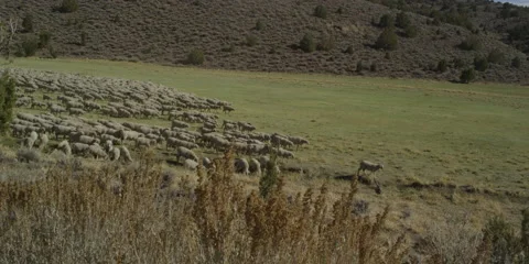 Large Sheep Herd Stock Footage 41585389