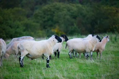 Large sheep herd  Stock Photos