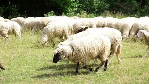 Large sheep herd walking together on rural pasture Видео 346180954