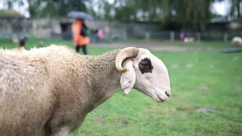 Large sheep ruminates on a farm Stock Footage 316986398