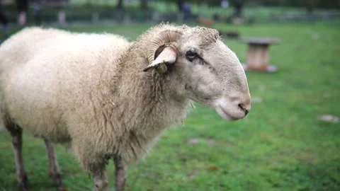 Large sheep ruminates on a farm Stock Footage 316986432