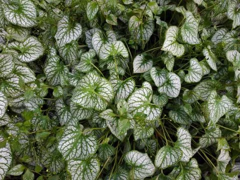 Large sheets of brunner Stock Photos