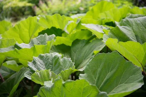 Large sheets of burdock. Green background, texture. Green leaves in the Foto stock
