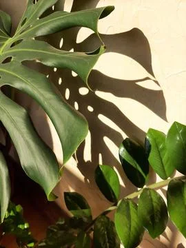 Large sheets of monstera against the background of a yellow wall Stock Photos