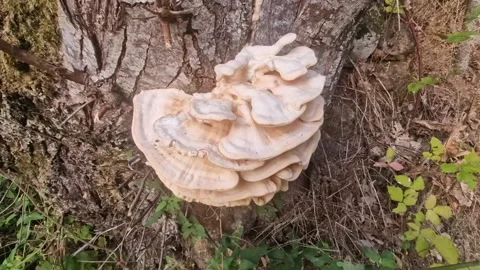 Large Shelf Fungus on Tree Trunk in Sierra de Gredos, Spain Stock Footage 341894167