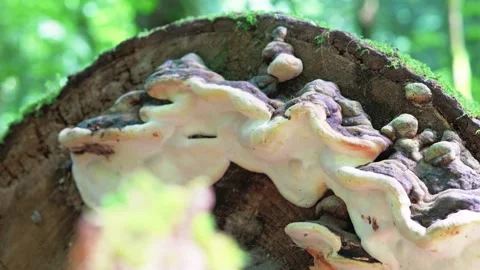 Large shelf polypore bracket fungus growing on mossy fallen forest log Stock Footage 341901930