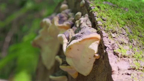 Large shelf polypore bracket fungus growing on mossy fallen forest log Stock Footage 342081425