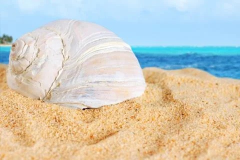 Large shell on beach sand of the caribbean Stock Photos