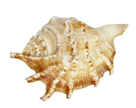 A large shell with a brown and white pattern. The shell is curved and has a p Foto stock