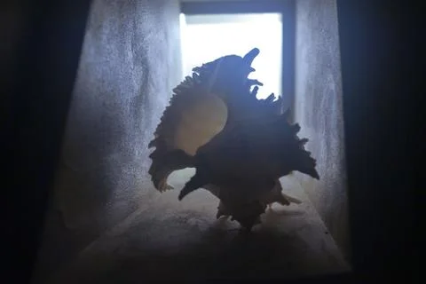 A large shell in the interior is in a niche with light Stock-Fotos