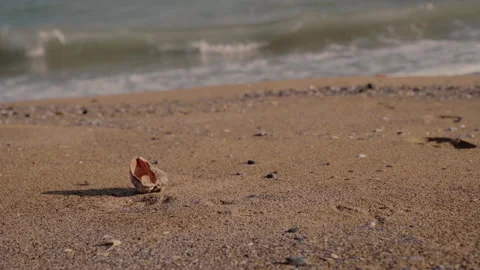 A large shell lies on the sand by the sea Stock Footage 152856798