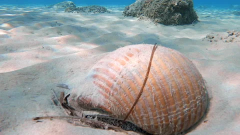 Large shell mollusk at bootom Stock Footage 220547842
