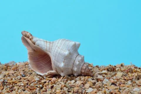 A large shell of Rapana on a blue background on the sand from a small colored Stock Photos
