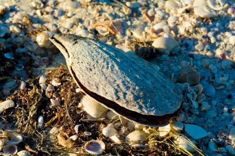 Large shell in sand Foto stock