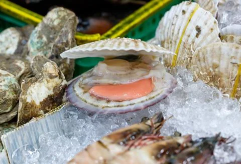 A large shellfish is sitting on a tray of ice Stock Photos