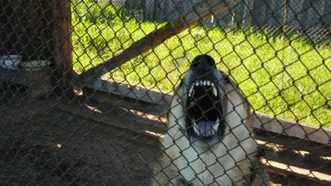 Large shepherd dog in an aviary Stock Footage 200789280