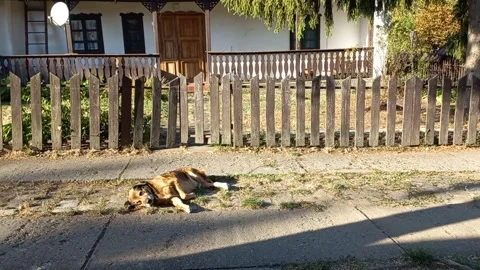 Large Shepherd Dog Lying on Country Yard During Golden Hour Stock-Footage 344986341