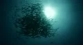 Large shoal of bohar snapper fish silhouette HD Footage