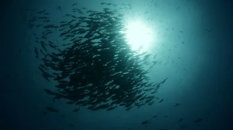 Large shoal of bohar snapper fish silhouette Stock Footage 8997905