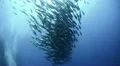 Large shoal of bohar snapper - silhouette HD Footage