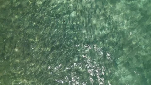 Large shoal of Bonefish seen from the air, Caribbean sea Los Roques Stock Footage 265484357