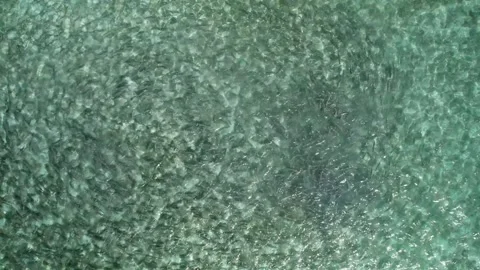 Large shoal of bonefish swimming in the clear waters of the Caribbean Sea Stock Footage 278962239