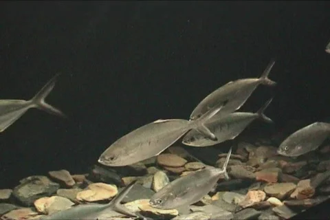 Large shoal of Fish Video stock 100649