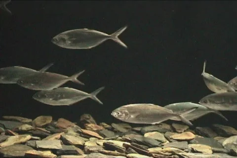 Large shoal of Fish Stock Footage 100651