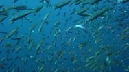 Large Shoal Of Fish Ripples And Sways Stock Footage