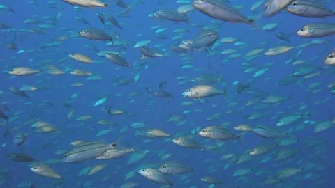 Large shoal of fish ripples and sways Stock Footage 74718592