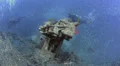 Large shoal of fish, world war 2 shipwreck - SS Thistlegorm - HD1080p 29.97fps HD Footage