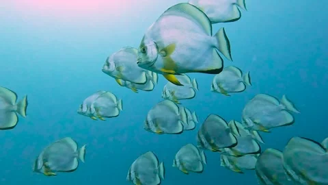 Large shoal of orbicular batfish swimming in blue water Stock Footage 321754553