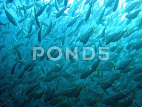 Large shoal of Sarpa salpa fish underwater Stock Photos