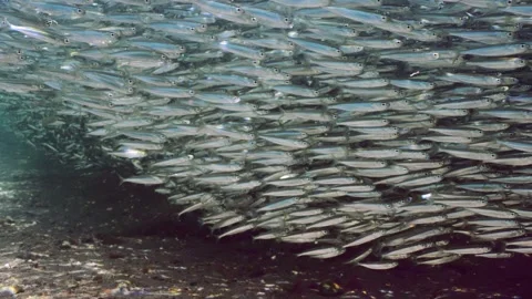 Large shoal of Silverside fish swim over sandy bottom casting shadow on seabed Stock Footage 247174849