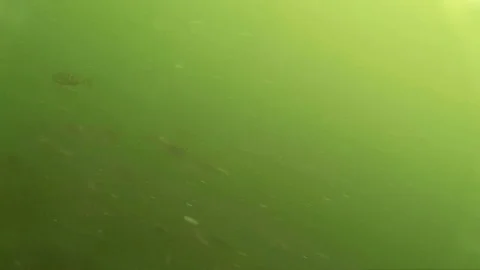 Large shoal of small fish under water Stock Footage