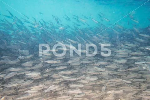 Large shoal of small gray fish underwater in the sea. Background of a lot of Stock Photos