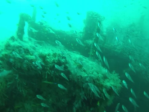 Large Shoals Of FIsh in Front of Wreck, Maldives Stock-Footage 81040317