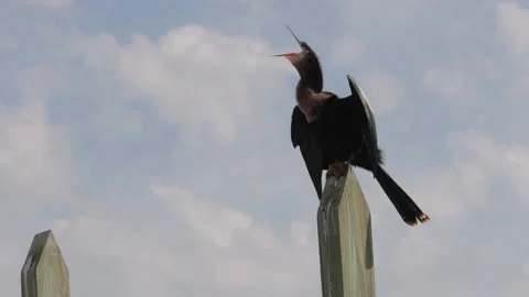 Large shorebird Anhinga calling and sitting on a post 스톡 동영상 130225252