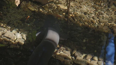 Large short-finned eel Anguilla australis in a clean freshwater stream Stock Footage 111878701