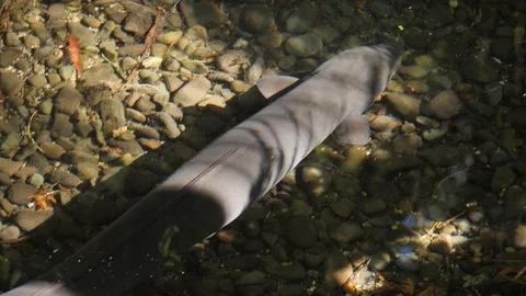 Large short-finned eel Anguilla australis in a clean freshwater stream Stock Footage 111879927