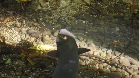 Large short-finned eel Anguilla australis in a clean freshwater stream Stock Footage 111881017