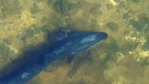 Large shortfin eel swimming in clear water Stock Footage 89482286