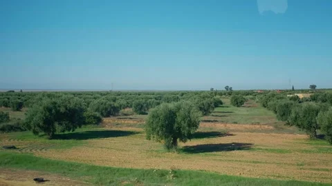 Large shot of olive orchard tree trunks and green grass. Stock Footage 296366562