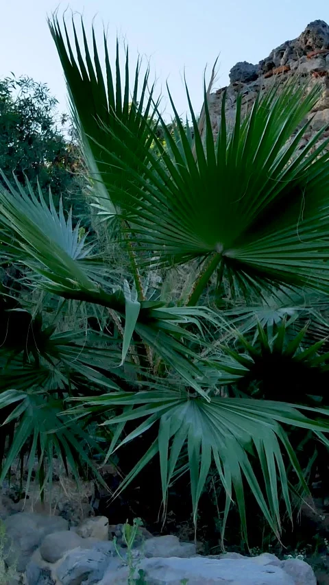 A large shoveled palm tree grows on stones near an ancient ruined wall. Stock Footage 317849258