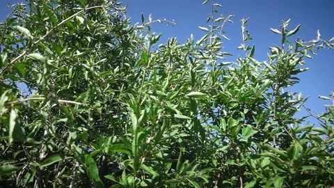 Large shrub against the blue sky Stock-Footage 107972234