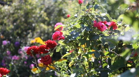 Large shrub roses Stock Footage 40493765