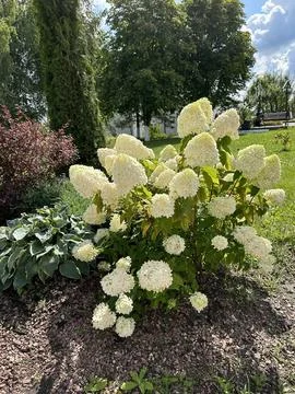 A large shrub is a varietal hydrangea blooming with white flowers in a flow.. 写真素材