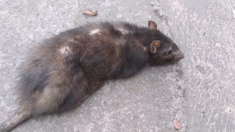 Large Sick Sewer Rat Walking Slowly on Concrete Street Vídeo Stock 346116705